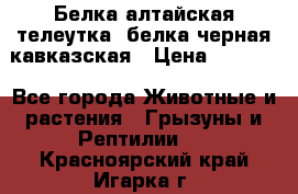 Белка алтайская телеутка, белка черная кавказская › Цена ­ 5 000 - Все города Животные и растения » Грызуны и Рептилии   . Красноярский край,Игарка г.